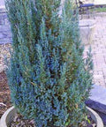 Blue Point Juniper (Juniperus chinensis) - PlantologyUSA - 3 gallon