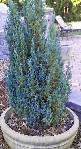 Blue Point Juniper (Juniperus chinensis) - PlantologyUSA - 3 gallon