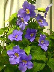 Blue Sky Trellis (Thunbergia grandiflora) - PlantologyUSA - 2-3.5 feet