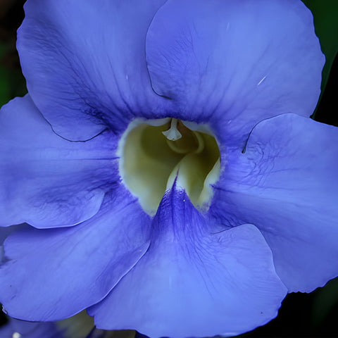 Blue Sky Trellis (Thunbergia grandiflora) - PlantologyUSA - 2-3.5 feet