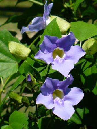 Blue Sky Trellis (Thunbergia grandiflora) - PlantologyUSA - 2-3.5 feet