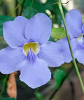 Blue Sky Trellis (Thunbergia grandiflora) - PlantologyUSA - 2-3.5 feet