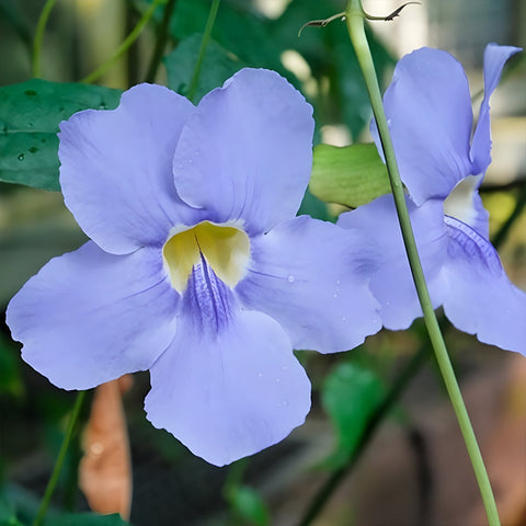 Blue Sky Trellis (Thunbergia grandiflora) - PlantologyUSA - 2-3.5 feet