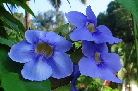 Blue Sky Trellis (Thunbergia grandiflora) - PlantologyUSA - 2-3.5 feet