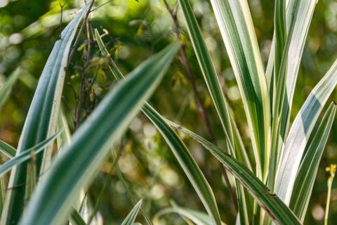 Blueberry Flax Lily (Dianella tasmanica) - PlantologyUSA - 3 gallon