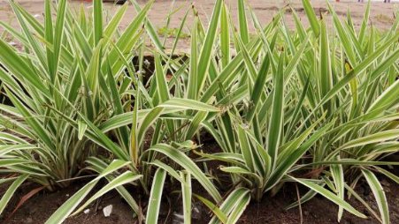 Blueberry Flax Lily (Dianella tasmanica) - PlantologyUSA - 3 gallon