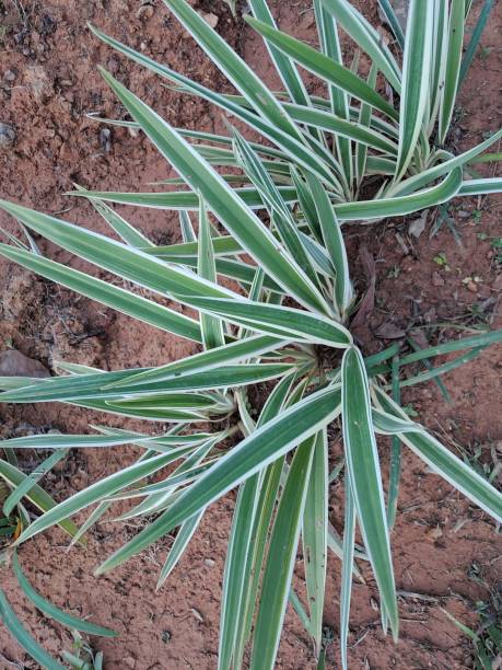 Blueberry Flax Lily (Dianella tasmanica) - PlantologyUSA - 3 gallon