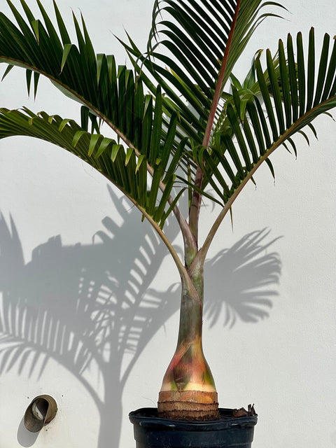 Bottle Palm (Hyophorbe lagenicaulis) - PlantologyUSA - 3 feet