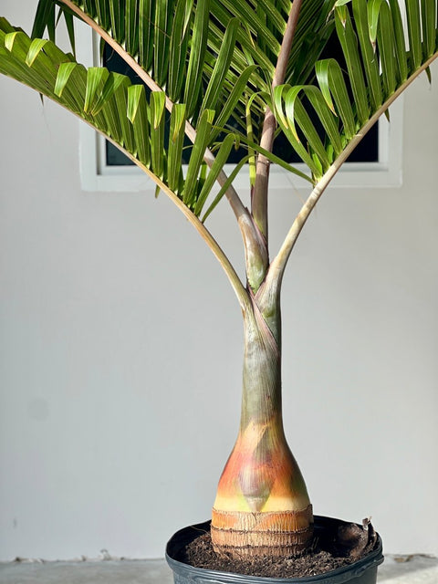 Bottle Palm (Hyophorbe lagenicaulis) - PlantologyUSA - 3 feet