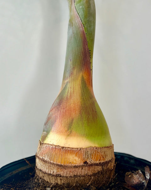 Bottle Palm (Hyophorbe lagenicaulis) - PlantologyUSA - 3 feet