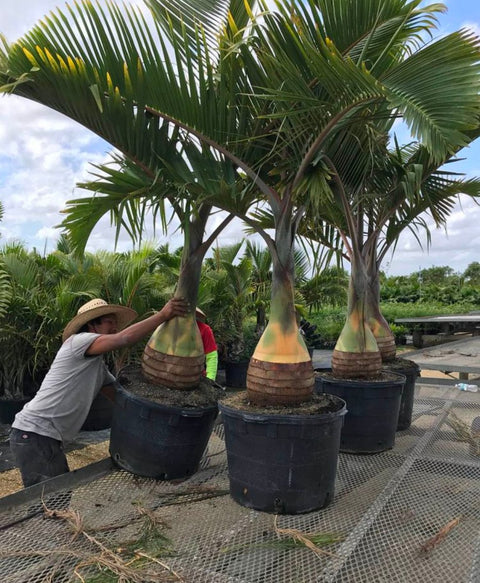 Bottle Palm (Hyophorbe lagenicaulis) - PlantologyUSA - 3 feet