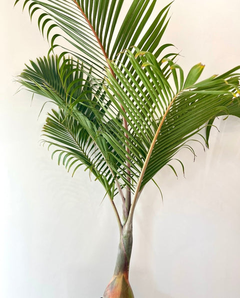 Bottle Palm (Hyophorbe lagenicaulis) - PlantologyUSA - 3 feet