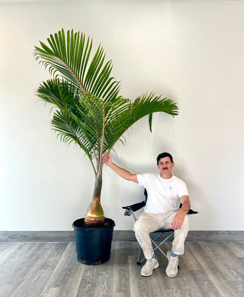 Bottle Palm (Hyophorbe lagenicaulis) - PlantologyUSA - 3 feet