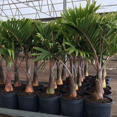 Bottle Palm (Hyophorbe lagenicaulis) - PlantologyUSA - 3 feet
