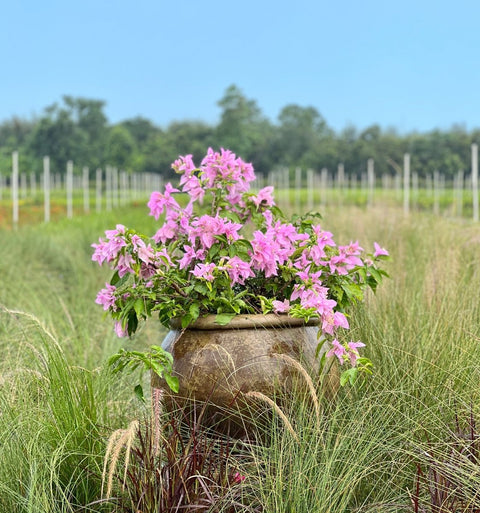 Bougainvillea Bush Silhouette Lavender (Bougainvillea 'Silhouette Lavender') - PlantologyUSA - 7 Gallon