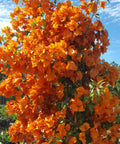 Bougainvillea Bush Sun Down Orange (Bougainvillea 'Sun Down Orange') - PlantologyUSA - 7 Gallon