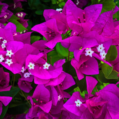 Bougainvillea Bush Vera Royalty (Bougainvillea 'Vera Royalty') - PlantologyUSA - 3 Gallon