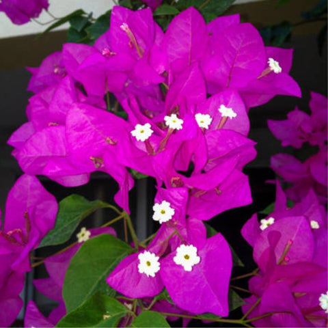 Bougainvillea Bush Vera Royalty (Bougainvillea 'Vera Royalty') - PlantologyUSA - 3 Gallon