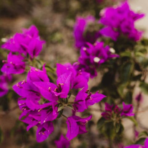 Bougainvillea Bush Vera Royalty (Bougainvillea 'Vera Royalty') - PlantologyUSA - 7 Gallon