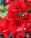 Bougainvillea Trellis Flame Red (Bougainvillea 'Flame Red') - PlantologyUSA - 2-3 feet