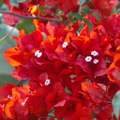 Bougainvillea Trellis Flame Red (Bougainvillea 'Flame Red') - PlantologyUSA - 4-5 feet