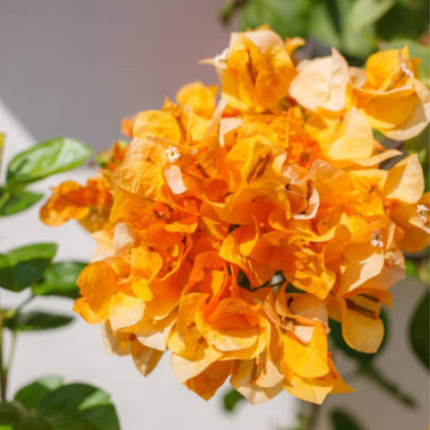 Bougainvillea Trellis Gold (Bougainvillea 'Gold') - PlantologyUSA - 2-3 feet