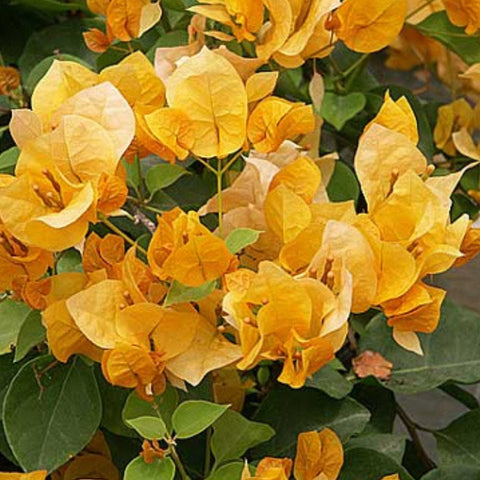 Bougainvillea Trellis Gold (Bougainvillea 'Gold') - PlantologyUSA - 4-5 feet