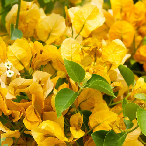 Bougainvillea Trellis Gold (Bougainvillea 'Gold') - PlantologyUSA - 4-5 feet