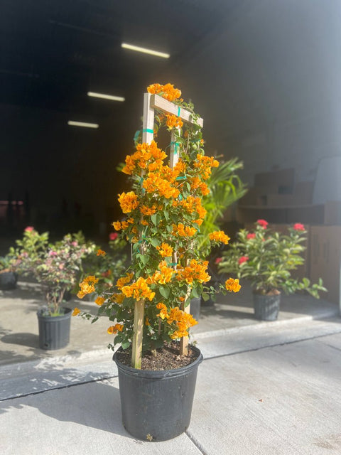 Bougainvillea Trellis Gold (Bougainvillea 'Gold') - PlantologyUSA - Grower's Pick 4-5 Feet