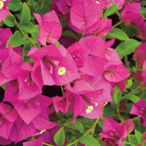 Bougainvillea Trellis Miami Pink (Bougainvillea 'Miami Pink') - PlantologyUSA - 2-3 feet
