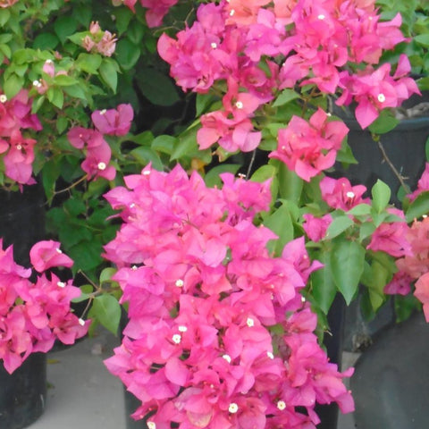 Bougainvillea Trellis Miami Pink (Bougainvillea 'Miami Pink') - PlantologyUSA - 2-3 feet