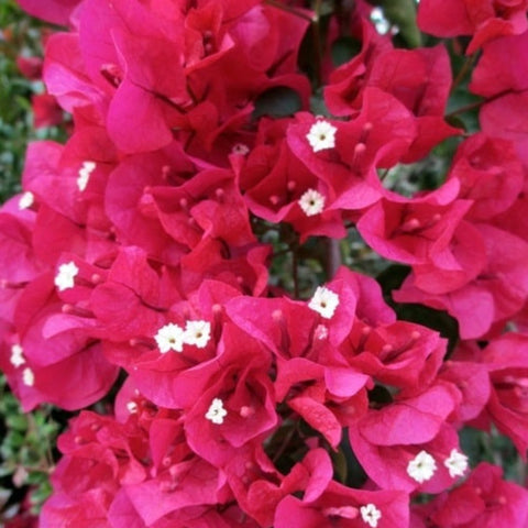 Bougainvillea Trellis Miami Pink (Bougainvillea 'Miami Pink') - PlantologyUSA - 2-3 feet