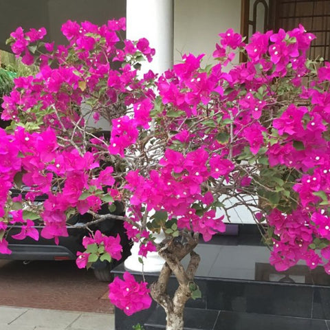Bougainvillea Trellis Miami Pink (Bougainvillea 'Miami Pink') - PlantologyUSA - 4-5 feet