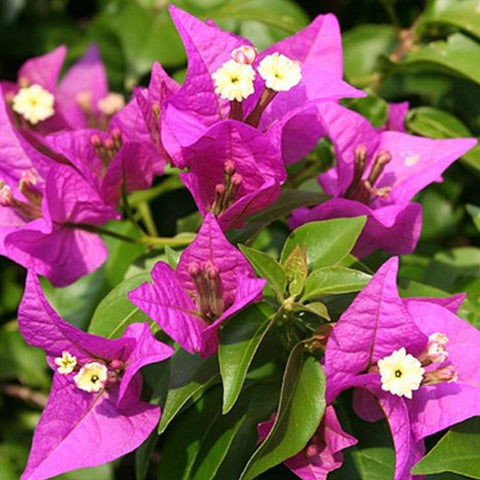 Bougainvillea Trellis New River Purple (Bougainvillea 'New River Purple') - PlantologyUSA - 2-3 feet
