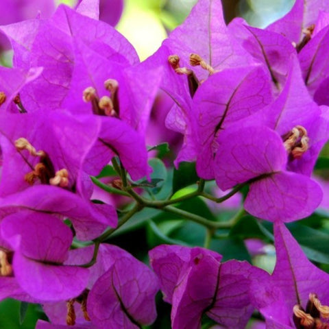 Bougainvillea Trellis New River Purple (Bougainvillea 'New River Purple') - PlantologyUSA - 4-5 feet