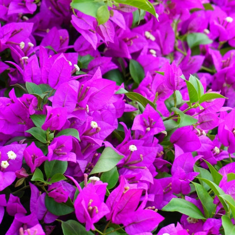 Bougainvillea Trellis New River Purple (Bougainvillea 'New River Purple') - PlantologyUSA - 4-5 feet