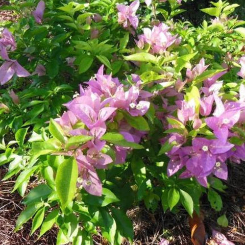 Bougainvillea Trellis Silhouette (Bougainvillea 'Silhouette') - PlantologyUSA - 4-5 feet
