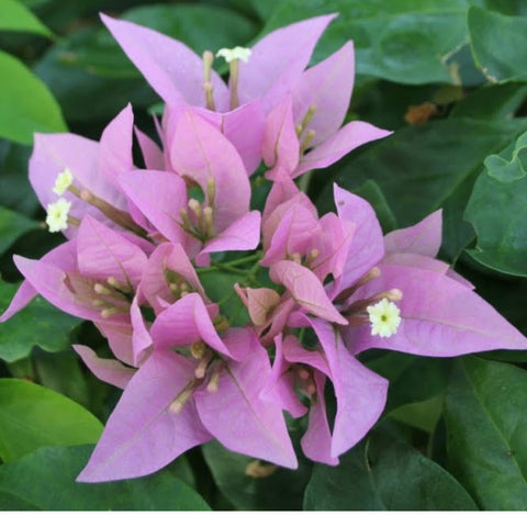 Bougainvillea Trellis Silhouette (Bougainvillea 'Silhouette') - PlantologyUSA - 4-5 feet