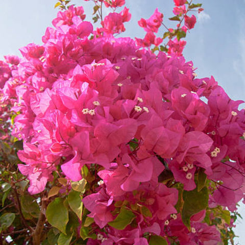 Bougainvillea Trellis Vera Royalty (Bougainvillea 'Vera Royalty') - PlantologyUSA - 2-3 feet
