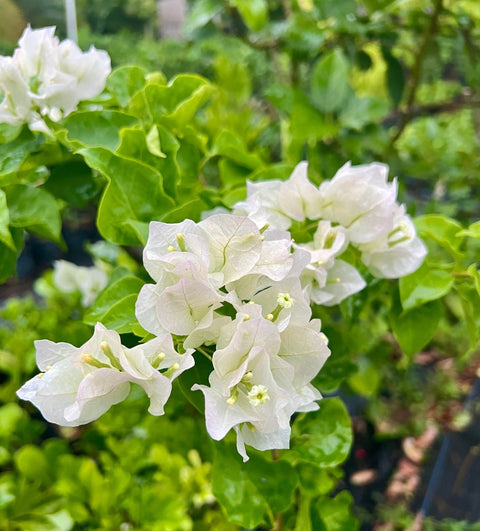 Bougainvillea White (Bougainvillea white) - PlantologyUSA - 3 gallon