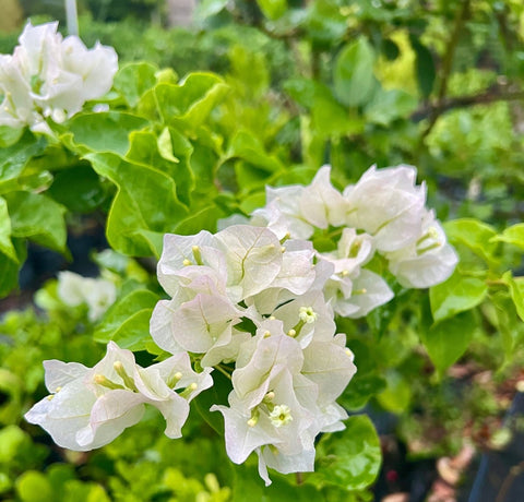 Bougainvillea White (Bougainvillea white) - PlantologyUSA - 3 gallon