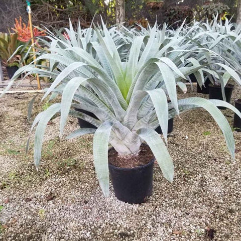 Bromeliads Alcantara Odorata (Alcantarea odorata) - PlantologyUSA - 3.5-5 feet