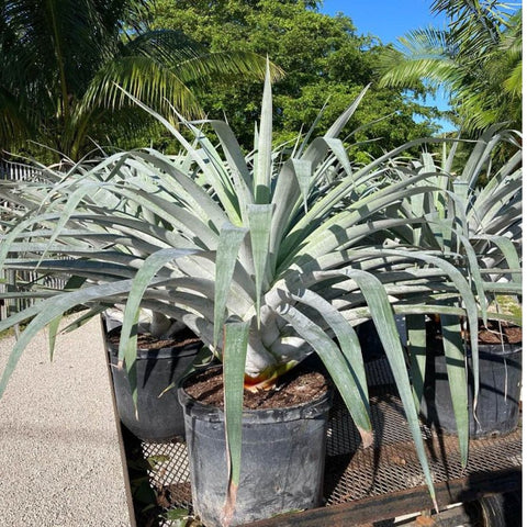 Bromeliads Alcantara Odorata (Alcantarea odorata) - PlantologyUSA - 3.5-5 feet