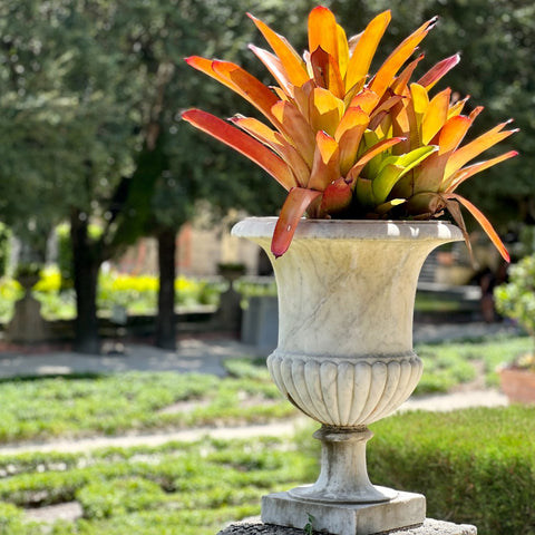 Bromeliads Neoregelia - PlantologyUSA - 1 Gallon