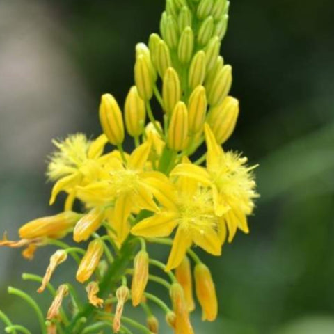Bulbine Yellow (Bulbine frutescens) - PlantologyUSA - Small