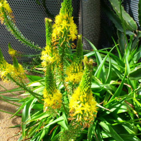 Bulbine Yellow (Bulbine frutescens) - PlantologyUSA - Small