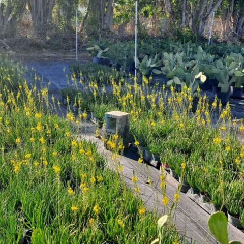 Bulbine Yellow (Bulbine frutescens) - PlantologyUSA - Small
