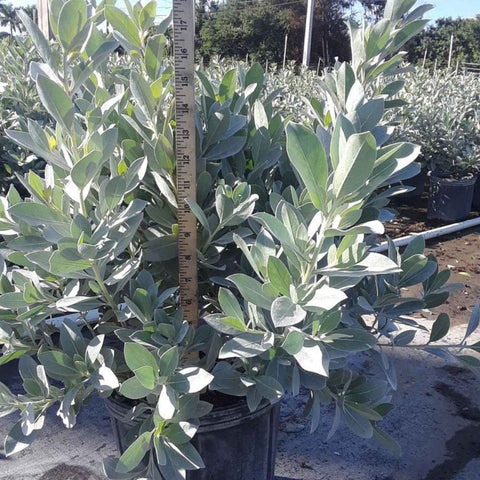 Buttonwood Bush Silver (Conocarpus Erectus) - PlantologyUSA - 3 Gallon