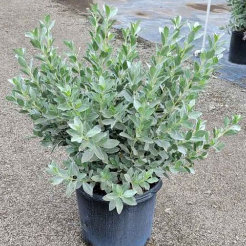 Buttonwood Bush Silver (Conocarpus Erectus) - PlantologyUSA - 3 Gallon
