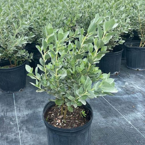 Buttonwood Bush Silver (Conocarpus Erectus) - PlantologyUSA - 3 Gallon